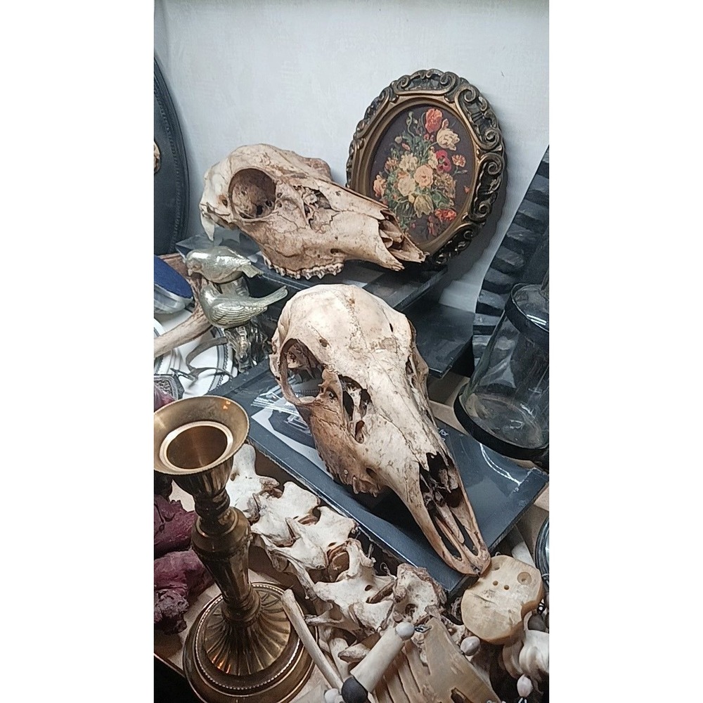 ONE Raw Deer Skull Oddities and Bones Ethically Sourced Nature Cleaned Taxidermy